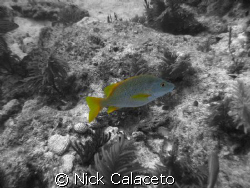 Key Largo, Fl  by Nick Calaceto 